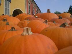sagra_zucca_pozzio.jpg
