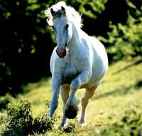 turismo_equestre.jpg