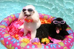 vacanze_animali_2.jpg