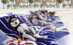 vacanze_animali_4.jpg