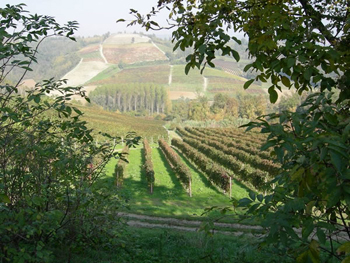 vigneti_piemontesi.jpg