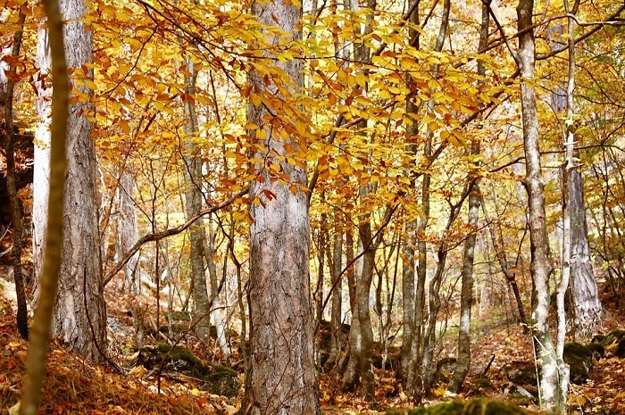 foliage in Italia