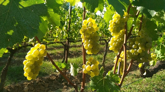 turismo enogastronomico in franciacorta