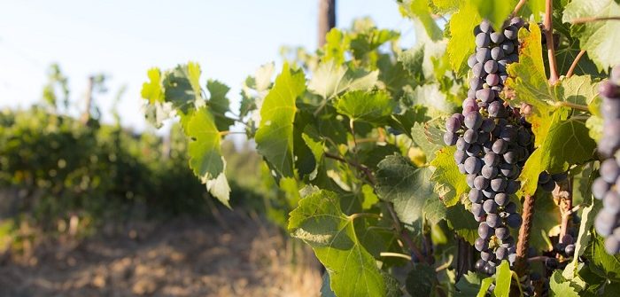 Strada dei vini