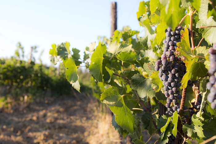 Strada dei vini