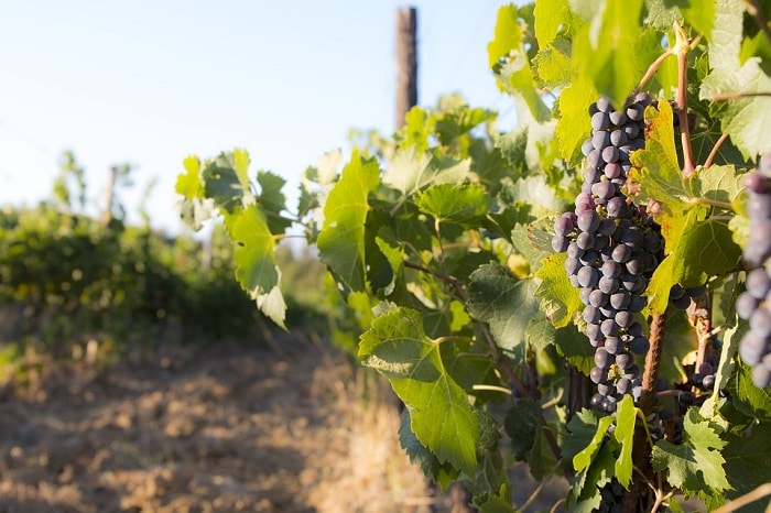 strada del vino