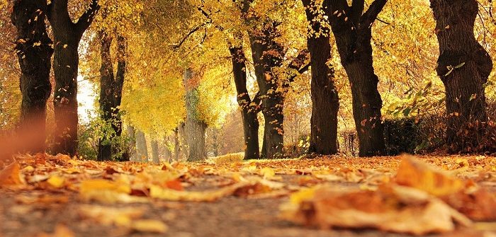 foliage in italia