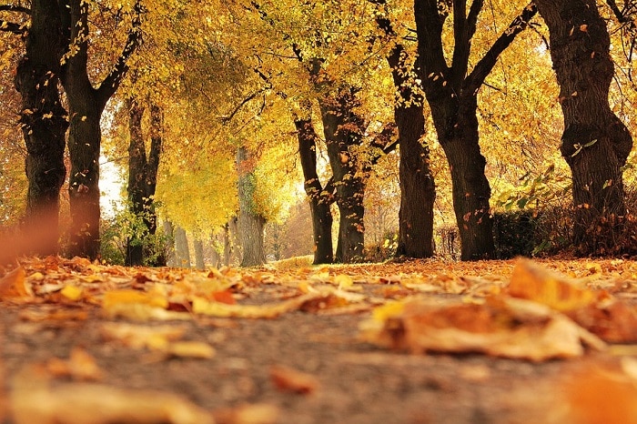 foliage in italia