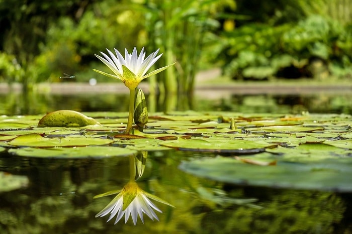 Aperture straordinarie dei giardini di Ninfa